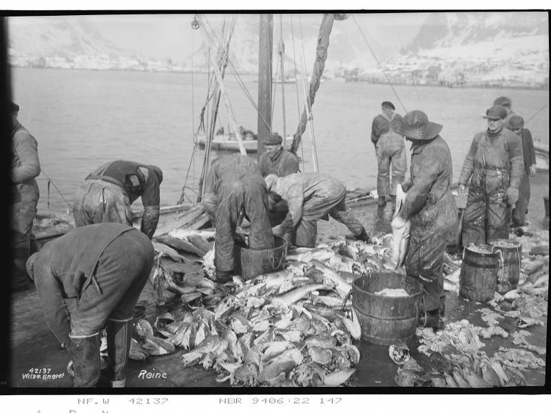Processing the fish at the pier.